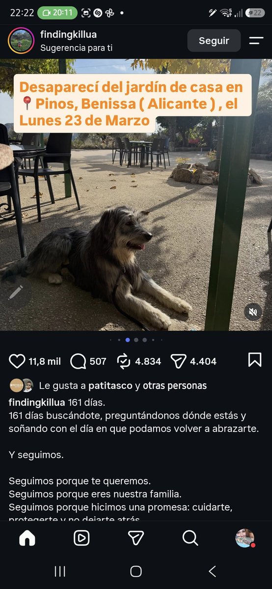 miriiaam_crazy's tweet photo. 📢📢📢 Siguen buscando a KILLUA 

#ALICANTE 

Sé que no soy nadie pero si lees ésto un rt para que Killua vuelva a casa no te cuesta nada.

Gracias 🐶🩷🙏🏼 https://t.co/aCtKukiNAd