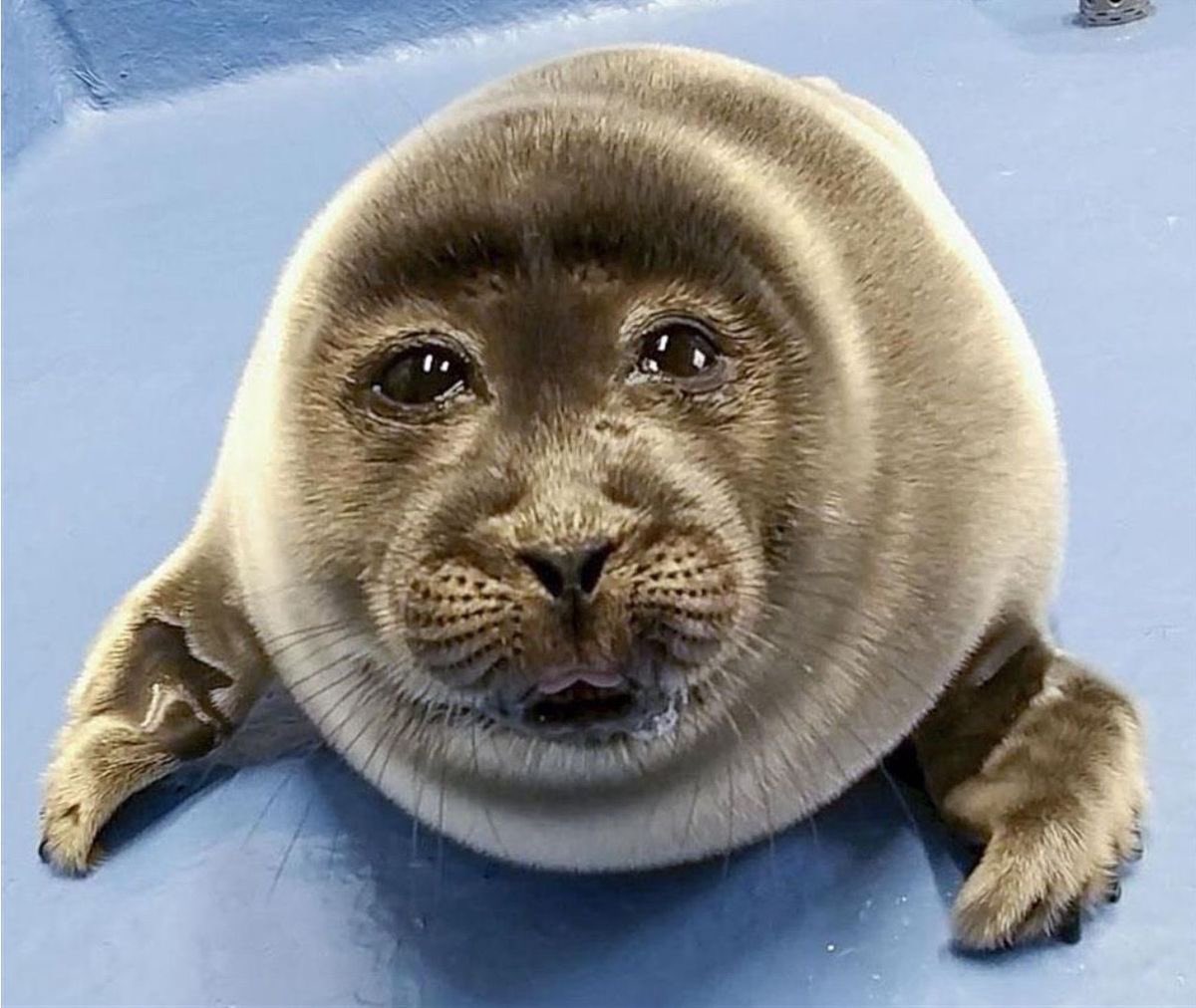aureoprince's tweet photo. he looks like this seal https://t.co/nxSazrdPQo