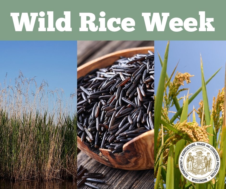 widatcp's tweet photo. Wild rice is a culturally significant crop and important food source to the Native Nations of Wisconsin, serving as a central feature in Tribal agricultural practices, as well as community traditions.
Learn more at: https://t.co/yiMhKzSzYr.
#WildRiceWeek #Proclamation #DATCP https://t.co/0sXVgyf6pG
