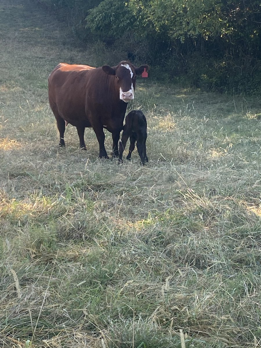 dbfarms2023's tweet photo. I wish I had a 100 more just like this ole Jane!!! Easy keeper year round https://t.co/H4tHfiPE16