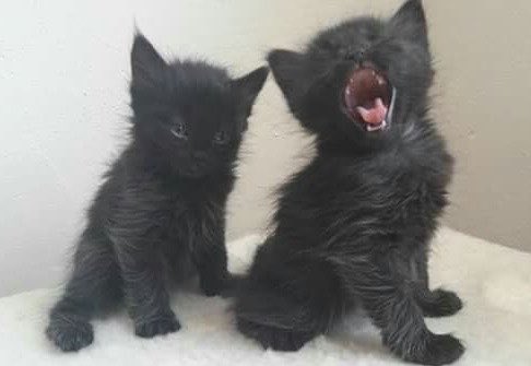 chromebitch_'s tweet photo. stressed kitties https://t.co/35n7ylPyQ7