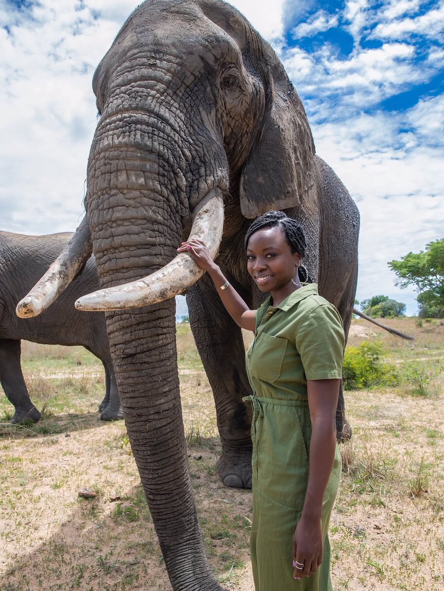 jorgejuniormene's tweet photo. Did you know that an estimated 100 African elephants are killed each day by poachers seeking ivory, meat and body parts? And as of 2025, there are thought to be around 415,000 African elephants left in the wild? This marks a decline of around 111,000... https://t.co/v1CPo74Ywd
