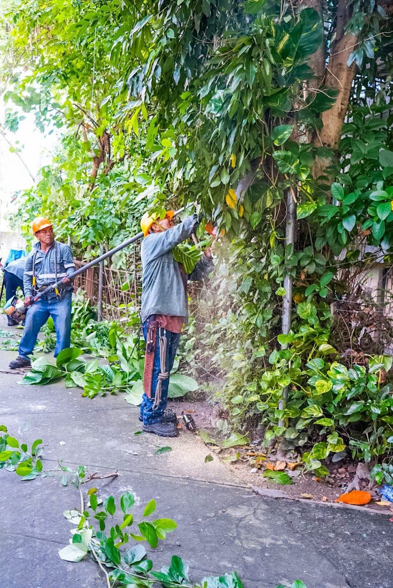 D_Capitalino's tweet photo. Con el objetivo de brindar espacios limpios a los habitantes de los Condominios Condado Saavedra,  personal de Saneamiento Ambiental realizó jornada de limpieza que incluyó chapoda mecanizada, limpieza de canaletas y tragantes, retiro de residuos comunes y voluminosos. https://t.co/kBbQmA6ibo