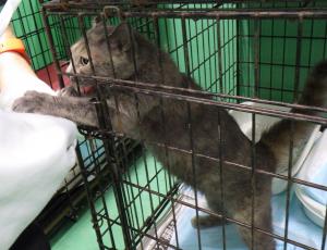 resani88's tweet photo. #福島県動物愛護センター相双支所 
https://t.co/FHpFOVvcJj
https://t.co/S6qxO2dlcj
ローズ　ちゃん（20260902_03）
種類 マンチカン   
性別 メス   
推定年齢 4才   
体格 中型   
人懐こくケージの中から遊んでほしくて手を伸ばしてくる
なでられるのが大好き
エイズ陰
白血病陽  
備考 https://t.co/v5GEyUP7yg