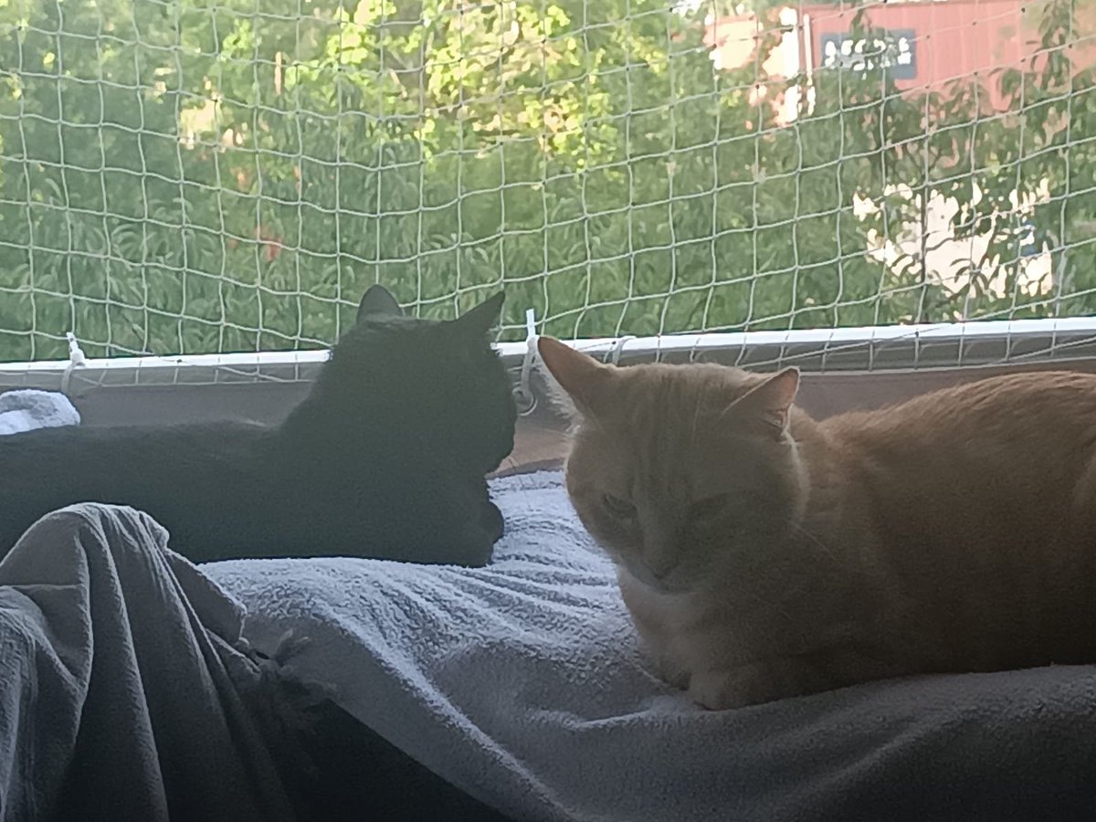 johnnybelair1's tweet photo. @yetkisizherif Mes chats sont complice  par moment et c'est top et je rejoint ta joie https://t.co/MqcmyOLavL