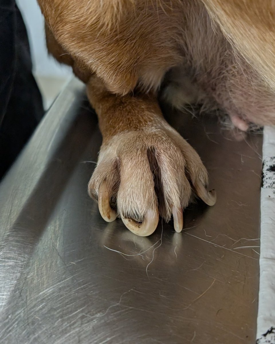 beaglefreedom's tweet photo. ‼️ URGENT: We’ve taken in 12 dogs from a severe hoarding and neglect case. 💔

Kept outside and chained 24/7, they’re suffering from wounds, parasites, dental disease, and more. 

Many are seniors.

Please donate to help them heal. ❤️‍🩹

https://t.co/LGPXxhuq55 https://t.co/AbLZ1HCF3n
