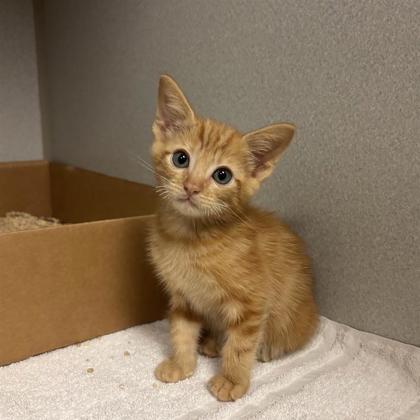 spcaoftexas's tweet photo. hi there,  i am tuck. 
i am smol. 
i am orange. 
and i would very much like a family.

okay bye. i have important orange kitten business to attend to. see you soon!
2400 Lone Star drive, open 12-6pm every day
#Adoptme #Adoptdontshop #OrangeCatEnergy #SPCAofTexas #KittenSeason https://t.co/oy8rdqEvVY