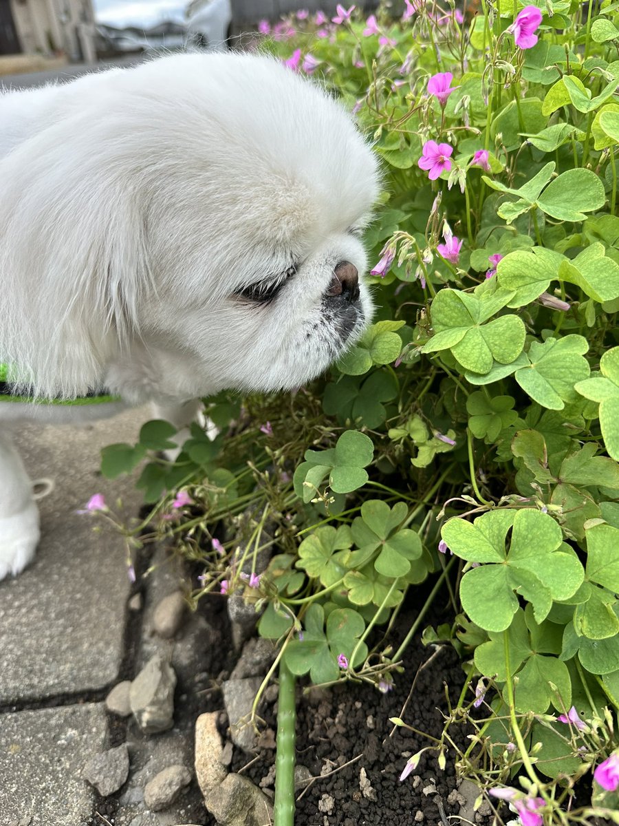 kaluutan's tweet photo. おはよう😊くん活頑張るぞ🐶🐾 https://t.co/Lgl4ArDLm7