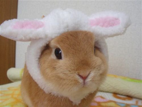 osclush's tweet photo. the public has spoken. He is a ginger bunny https://t.co/5kvKv7cfoe