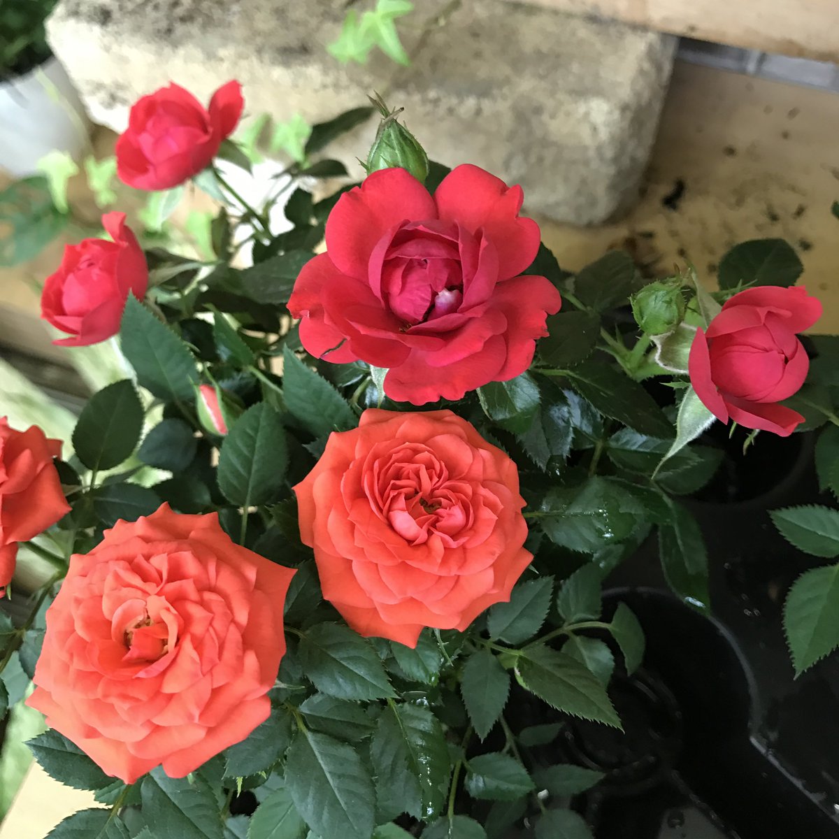 un_sept's tweet photo. おはよう♪♪ https://t.co/vs1P6dHa3Z