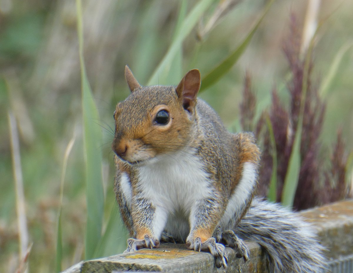 beatricegroves1's tweet photo. Squirrel kit which stayed beautifully still for a photo🩶
Since the 15th century 'kitten' or kit, has been transferred from cats to refer to the young of a number of other animals (such as beavers and squirrels)🐿️ https://t.co/ZXOoMxHFET