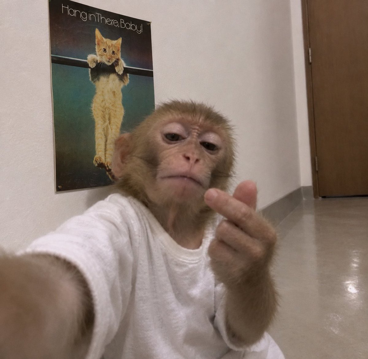 cryptosteez09's tweet photo. @blknoiz06 Niether the ape on his fone lock in ansem. https://t.co/XLbTIO32MH