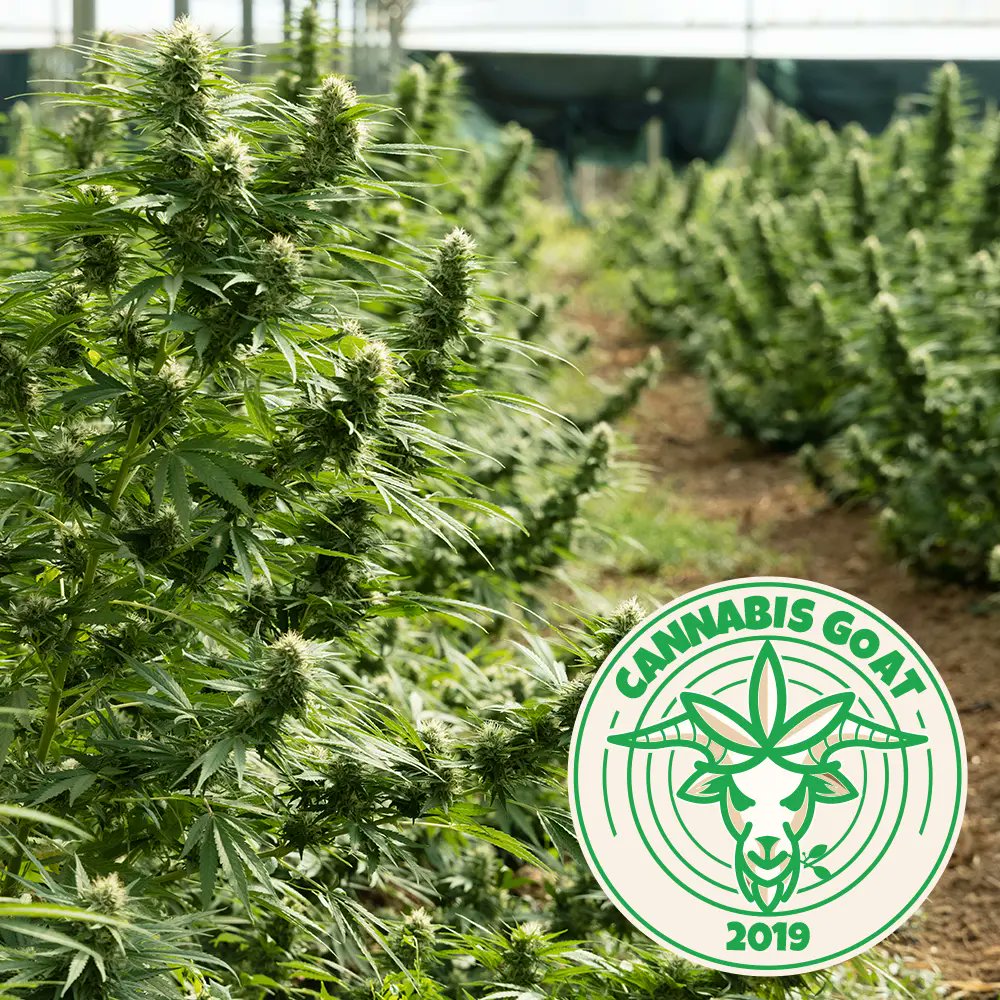 420cbdgoat's tweet photo. De G.O.A.T. in CBD 🌱

Premium kwaliteit
Scherpe prijzen ✅

Alle info: https://t.co/UUSSeUVD1E

#420CBDGoat #CBDGoat #benbvolliefde #vandaaginside
#Tilburg #Breda #Music https://t.co/jlTMWw0bje