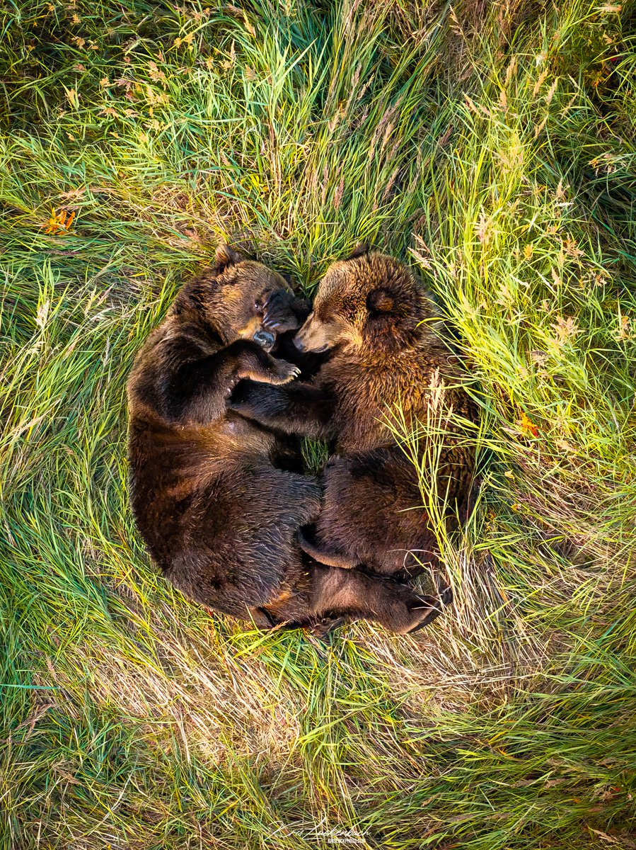 KrisLuckPhoto's tweet photo. Seriously might be one of the cutest things I have taken a photo of https://t.co/IMiYLi4usx