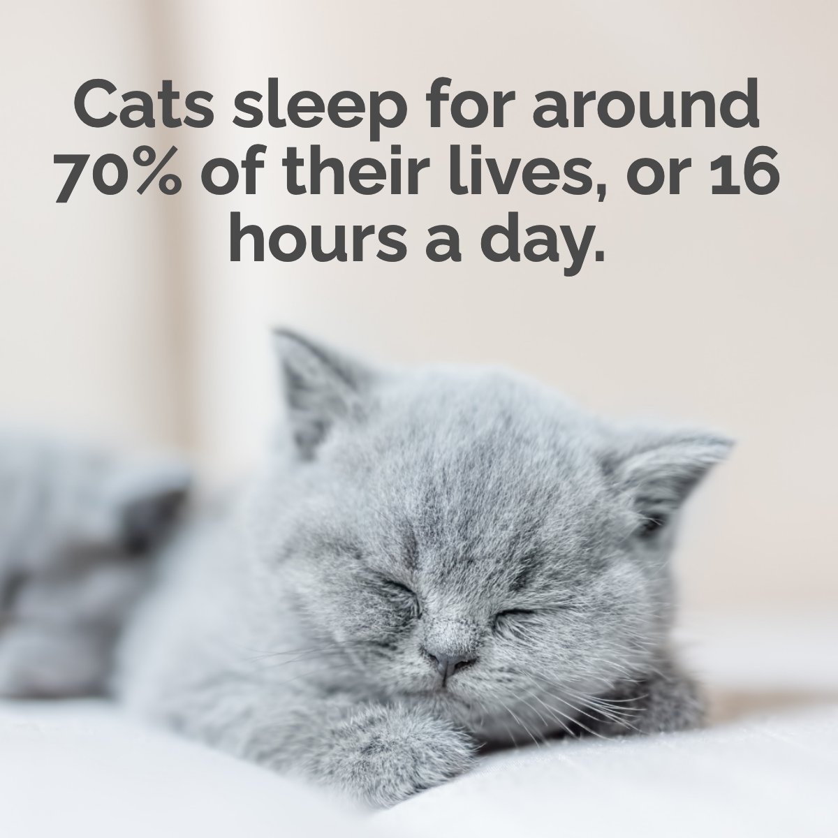 TRettkowski's tweet photo. If your cat sleeps so much, here’s why! 💡

#CatLife #Pet #CatLover #meow https://t.co/67zfPQtr55