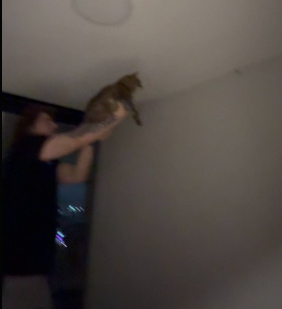 osenhorluci's tweet photo. URGENTE 🚨 Streamer (?) Cellbit ENLOUQUECE e começa a usar seus gatos como armas para CAÇAR FANTASMAS no seu suposto apartamento assombrado https://t.co/WidIOpFrus