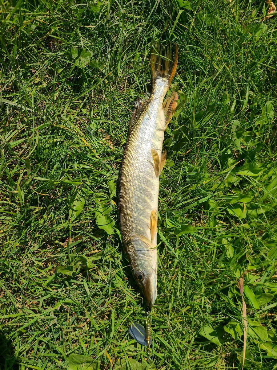 JohnLer316's tweet photo. Just me and the water for a few quiet hours. #Fishing #SoloFishing #FishingLife https://t.co/a50pgaZWIU