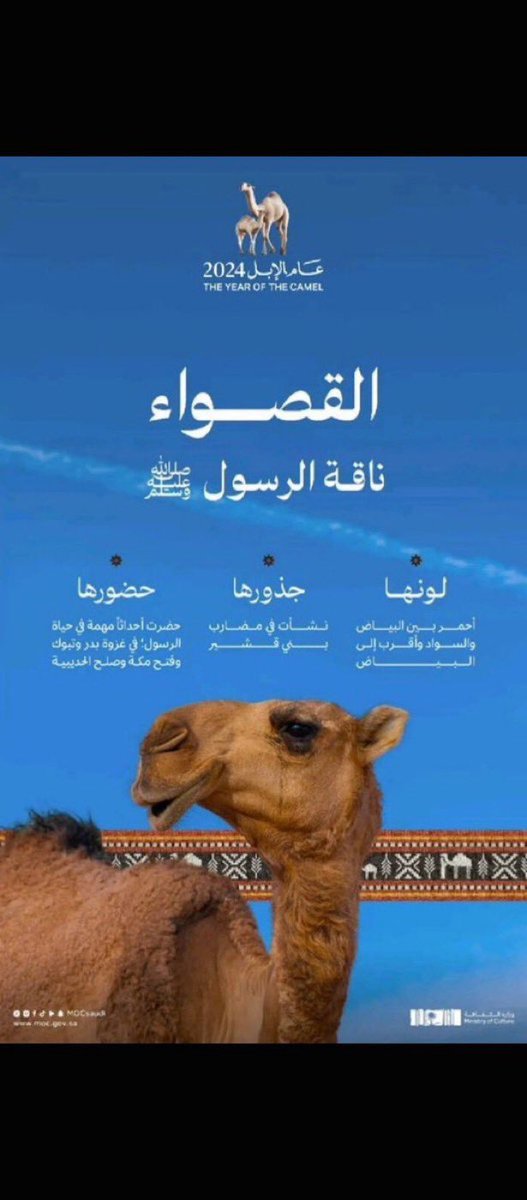 lanA6071o's tweet photo. @cpcfksa الاجابة : 
القصواء 

 #نواميس_العرب

💚💚💚💚

💚💚🥳

🥳🥳🥳
@cpcfksa 

💚💚💚💚🤩🤩🤩👇

🐪

اللهم بشرني بما يسرني وانت خير المبشرين يارب العالمين https://t.co/eEy83neAZ8