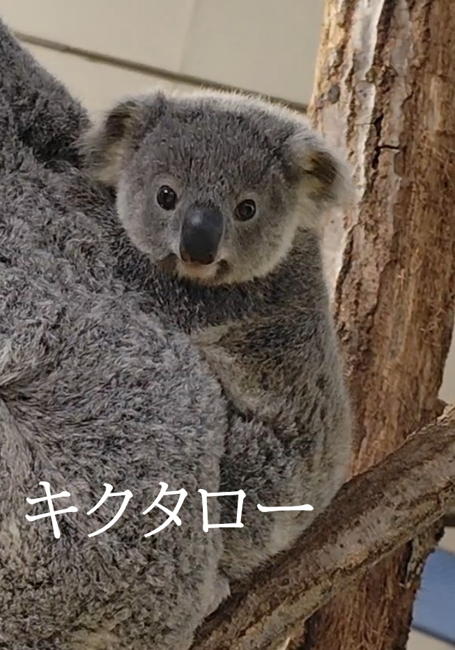kanazawazoo317's tweet photo. #コアラ の #ポポロ（兄）の小さい頃と #キクタロー（弟）現在です。
やっぱり似てますね。ポポロが余裕しゃくしゃくなのは体重測定４回目だからです。キクタローは初めての体重測定の時の様子です。

※※９月８日（火）はコアラ舎施設管理のため展示がお休みとなります。

#金沢動物園 #兄弟 #koala https://t.co/vgLns505B6