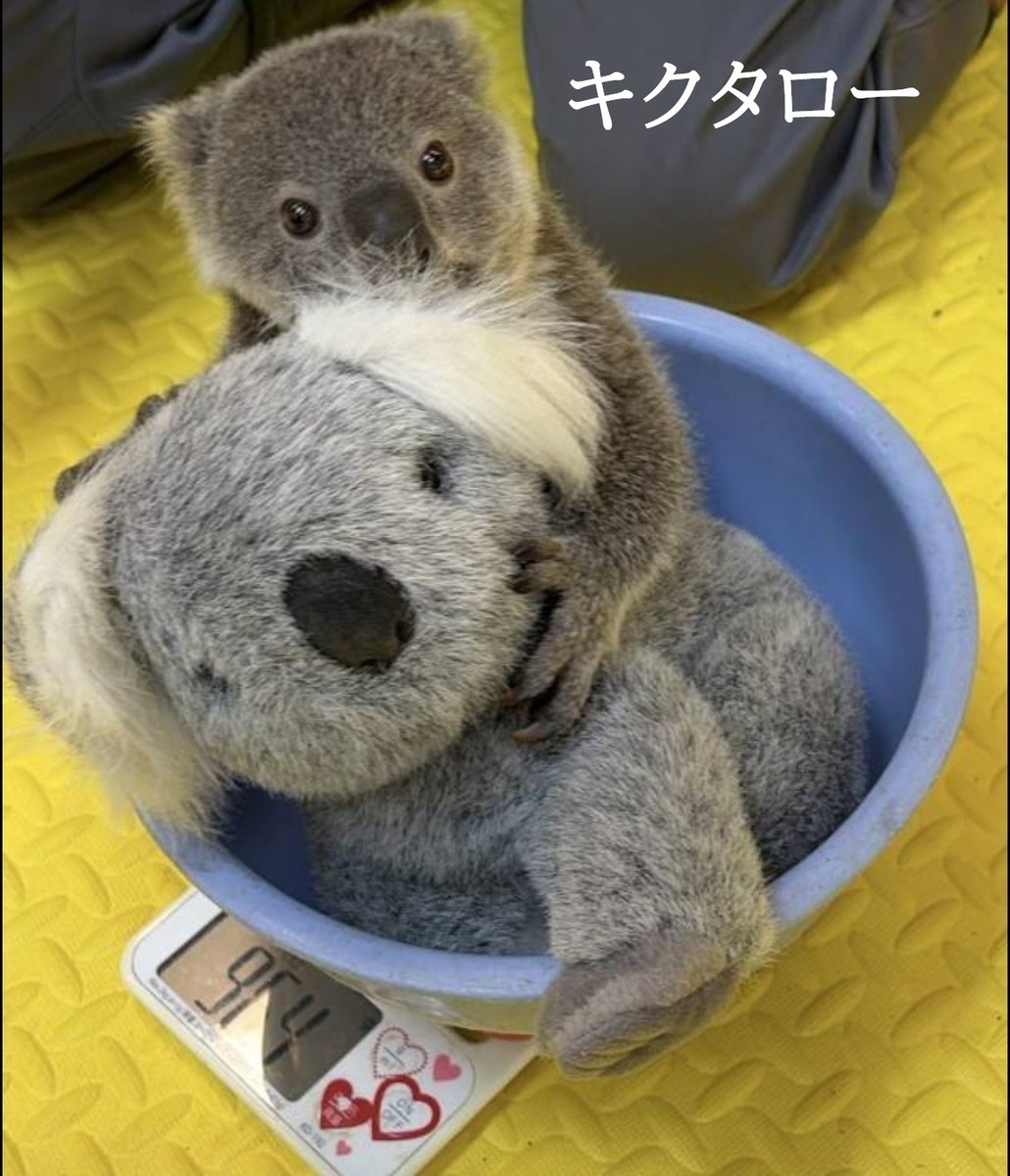 kanazawazoo317's tweet photo. #コアラ の #ポポロ（兄）の小さい頃と #キクタロー（弟）現在です。
やっぱり似てますね。ポポロが余裕しゃくしゃくなのは体重測定４回目だからです。キクタローは初めての体重測定の時の様子です。

※※９月８日（火）はコアラ舎施設管理のため展示がお休みとなります。

#金沢動物園 #兄弟 #koala https://t.co/vgLns505B6