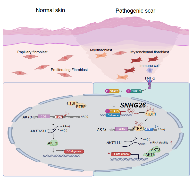 DermalCell's tweet photo. Scientists identified a previously unrecognized RNA-based mechanism that maintains pathogenic fibroblast states during #SkinFibrosis. @PNASNews 

Check out their findings here:
🔖 https://t.co/h52AobNikB https://t.co/MTPA86UlxP