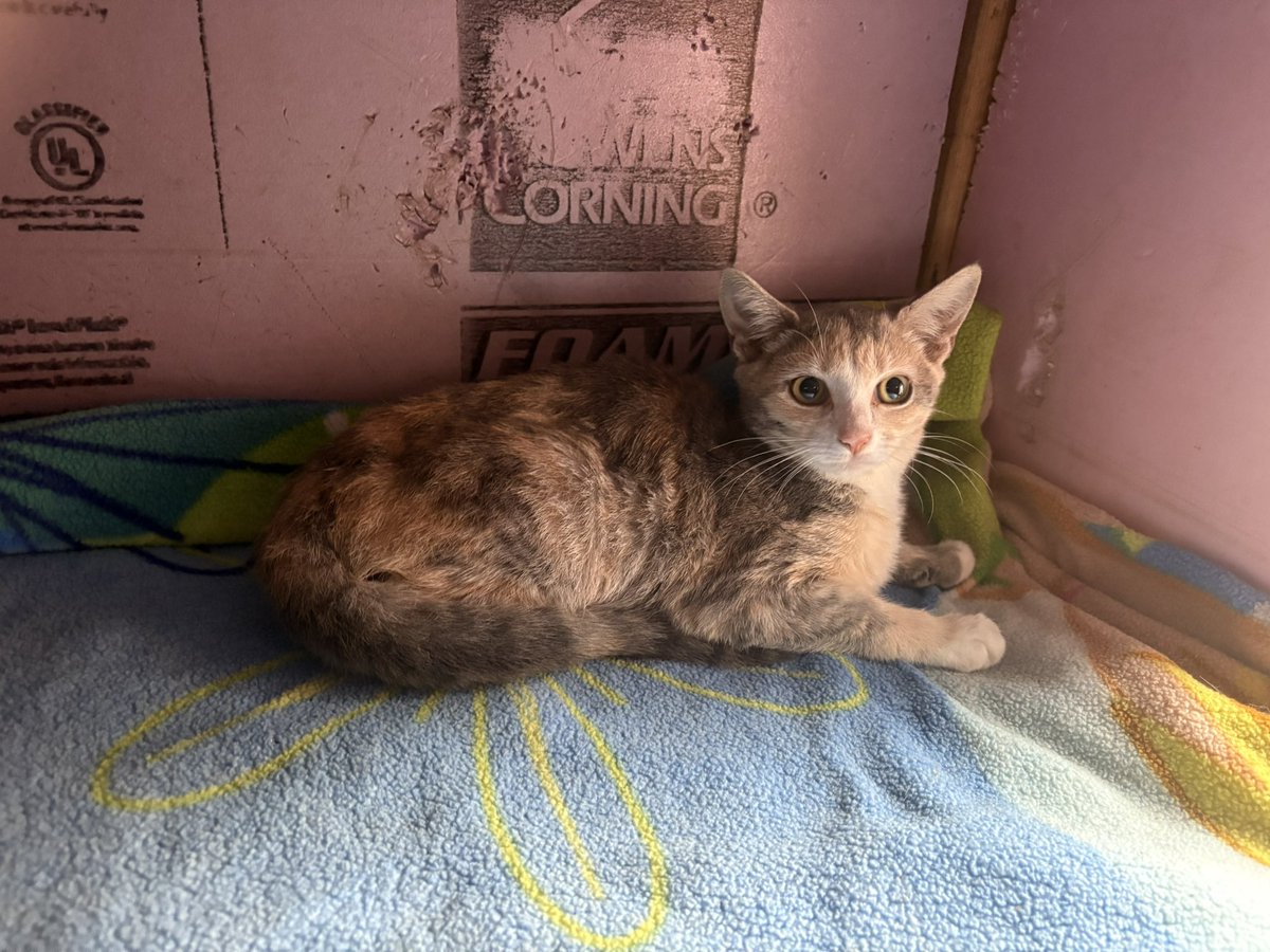 ImMeme0's tweet photo. God is good. It took me 4 days, but last night I rescued another cat. She’s just a precious little kitten, no more than 3 months old.

If I stop posting, look into my husband . He’s allergic to cats and told me I can’t bring any more rescues home.

What should I name her? https://t.co/hKeW9u1SEW