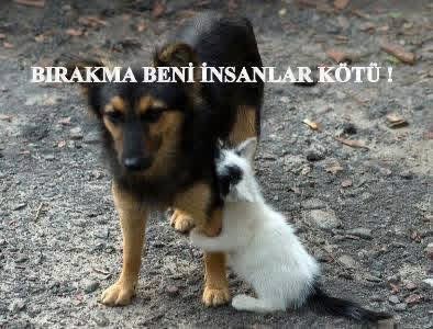SerdarZ4's tweet photo. #HayvanCinayetineHayır https://t.co/gRSTIy3HJ8