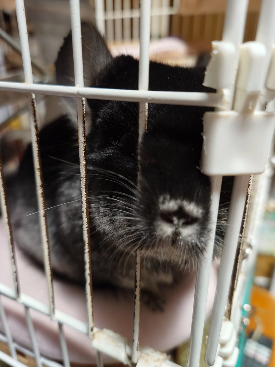 angelite0831's tweet photo. うまうまくれ！#chinchilla #チンチラ https://t.co/4Gyeuc37qU