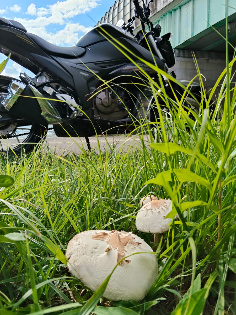 250TR_'s tweet photo. #草の日 https://t.co/E9qi2cT8qm