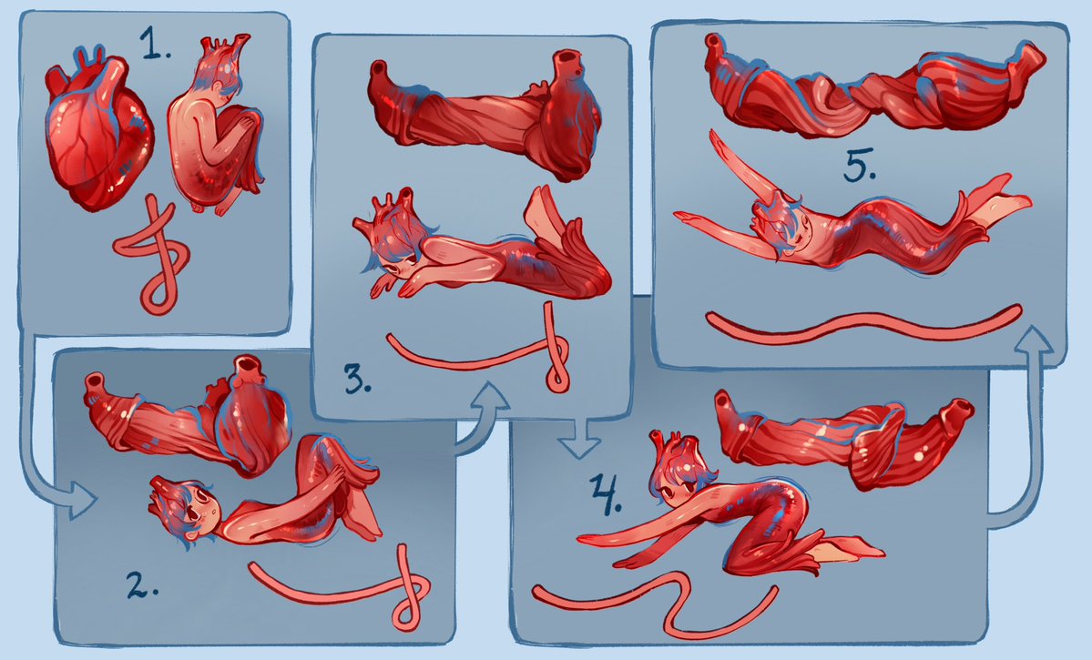 feefal_'s tweet photo. The heart is actually just a tube made of muscle. Try unfolding it at home with this nifty tutorial!🫀 https://t.co/VCk9eh8UGf