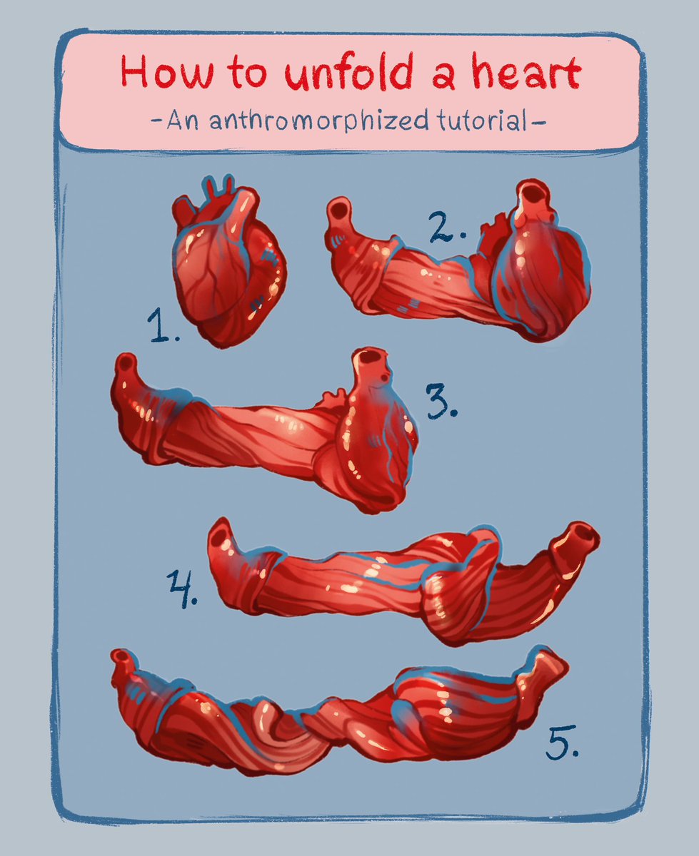 feefal_'s tweet photo. The heart is actually just a tube made of muscle. Try unfolding it at home with this nifty tutorial!🫀 https://t.co/VCk9eh8UGf