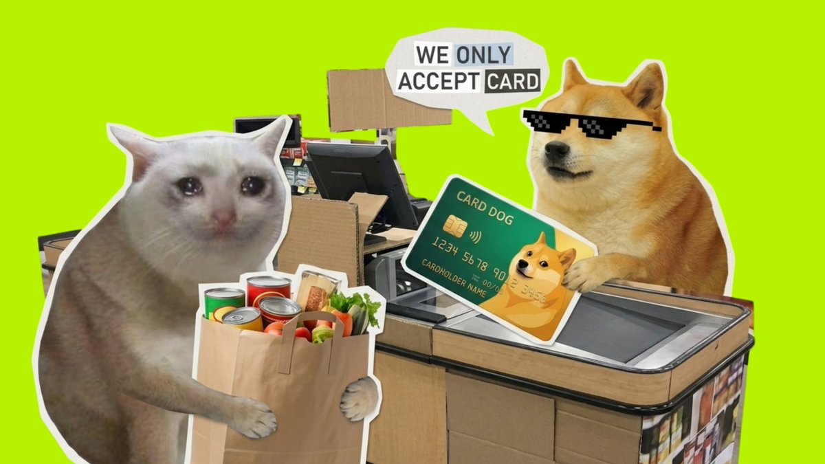 carddog_token's tweet photo. cash cat did not get served $CARDDOG https://t.co/A9iF32A3Qw