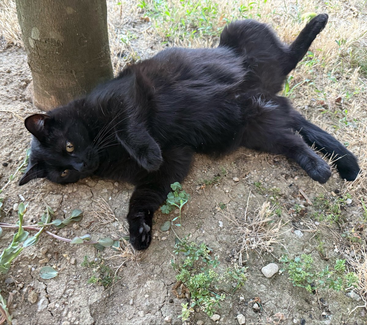 y48t445's tweet photo. 猫ちゃんも
たくさんいるよ
かわいいね😻

9/2 朝ラン
太り過ぎたので、この距離このペースでもきっつーとなってます😱

今日は特に写真がなかったので、猫ちゃんご覧ください🐈‍⬛🐈
出会う数は、わんちゃんが圧倒的に多いんですが、意外と猫ちゃんもいますよ〜
猫ちゃんも人懐こくて可愛いです😍 https://t.co/jKpqwuIZBM