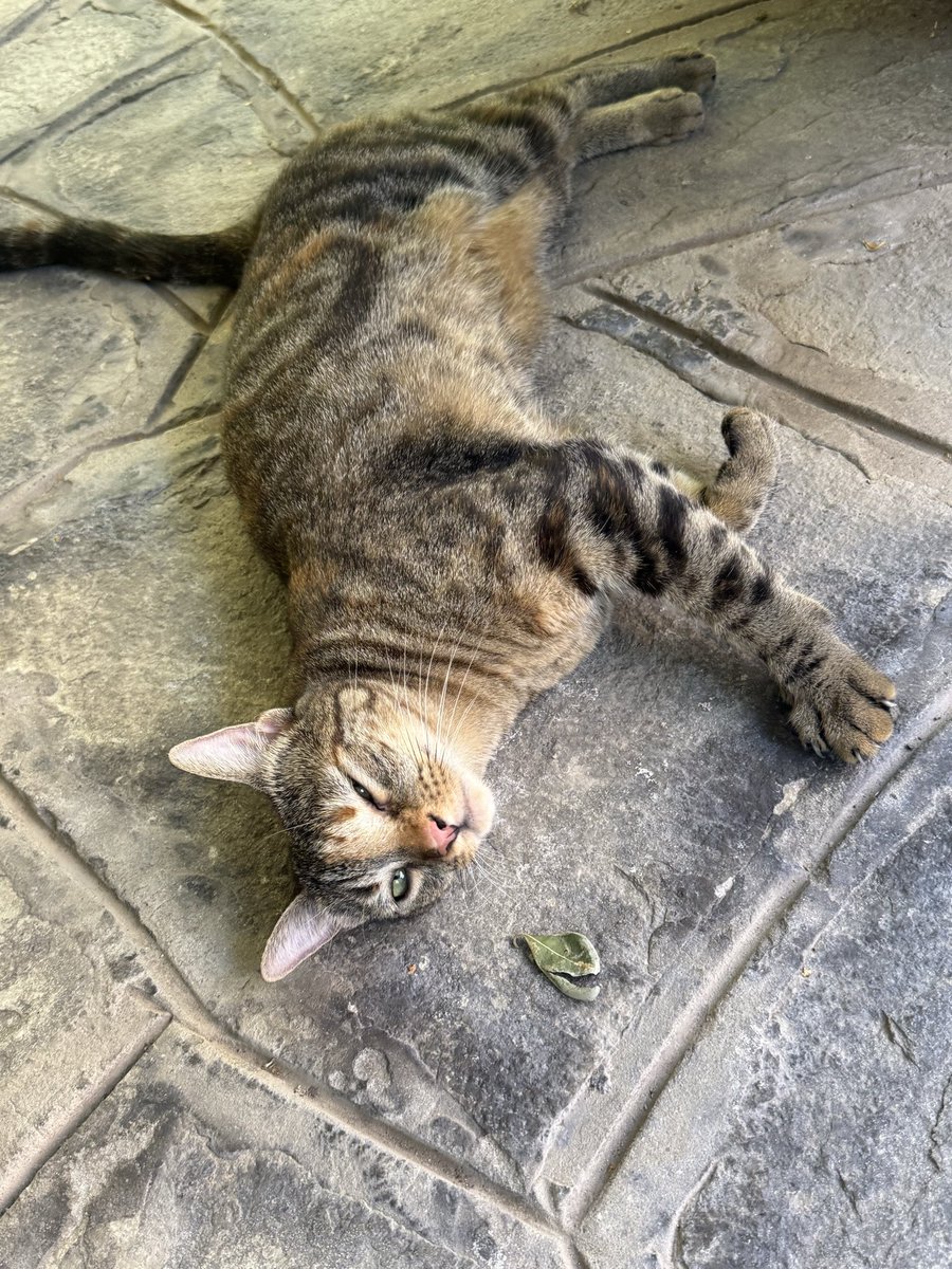 y48t445's tweet photo. 猫ちゃんも
たくさんいるよ
かわいいね😻

9/2 朝ラン
太り過ぎたので、この距離このペースでもきっつーとなってます😱

今日は特に写真がなかったので、猫ちゃんご覧ください🐈‍⬛🐈
出会う数は、わんちゃんが圧倒的に多いんですが、意外と猫ちゃんもいますよ〜
猫ちゃんも人懐こくて可愛いです😍 https://t.co/jKpqwuIZBM