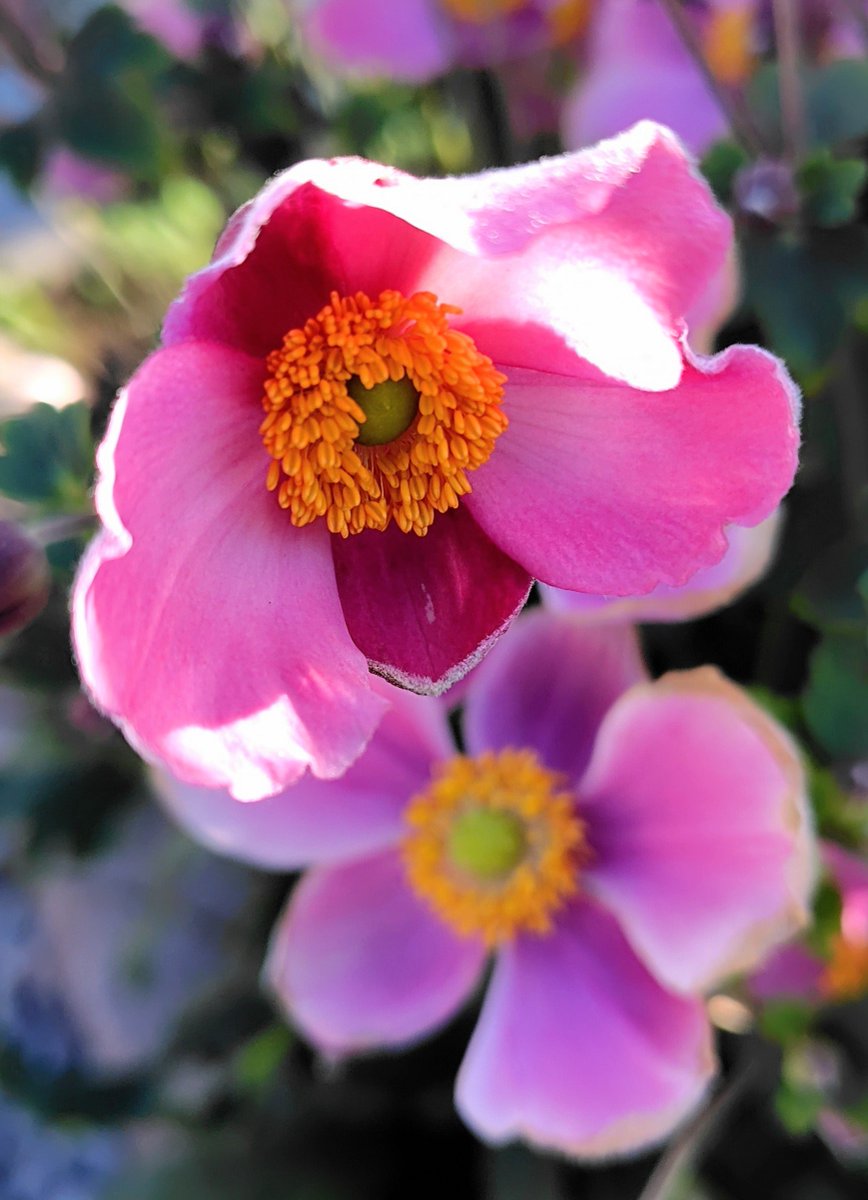 fX7P5VCZoO74801's tweet photo. 秋明菊の花言葉は『淡い思い』『多感な時』『忍耐』などです https://t.co/GjGVMMVPNj
