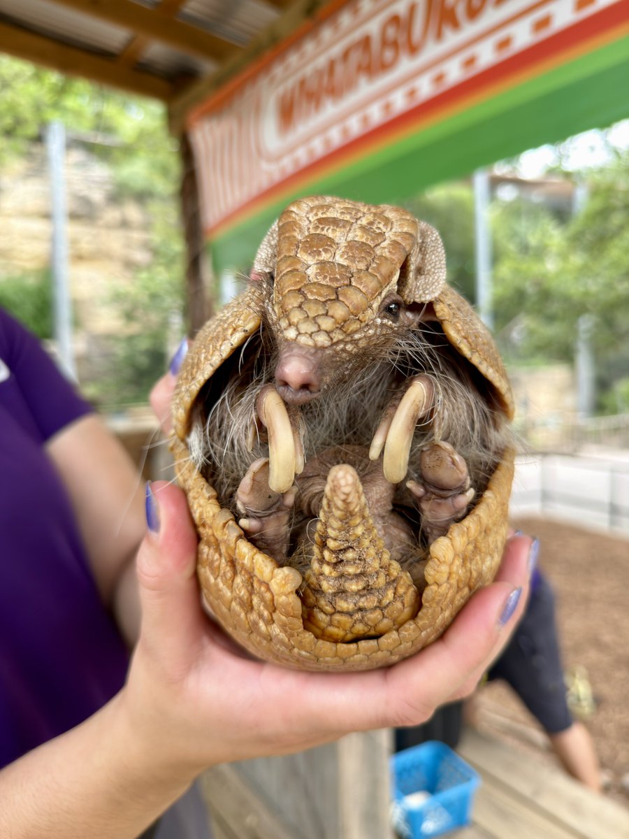 SanAntonioZoo's tweet photo. Thoughts on Wilson the armadillo? https://t.co/AixA6GGYtM