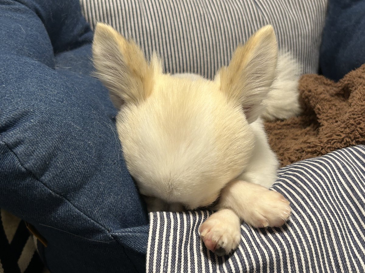 XKCTbtxkj5oK8vv's tweet photo. チワワの頭と前足

#チワワ　#ちわわ　#いぬ　#いぬのいる暮らし https://t.co/TIBShARQfh