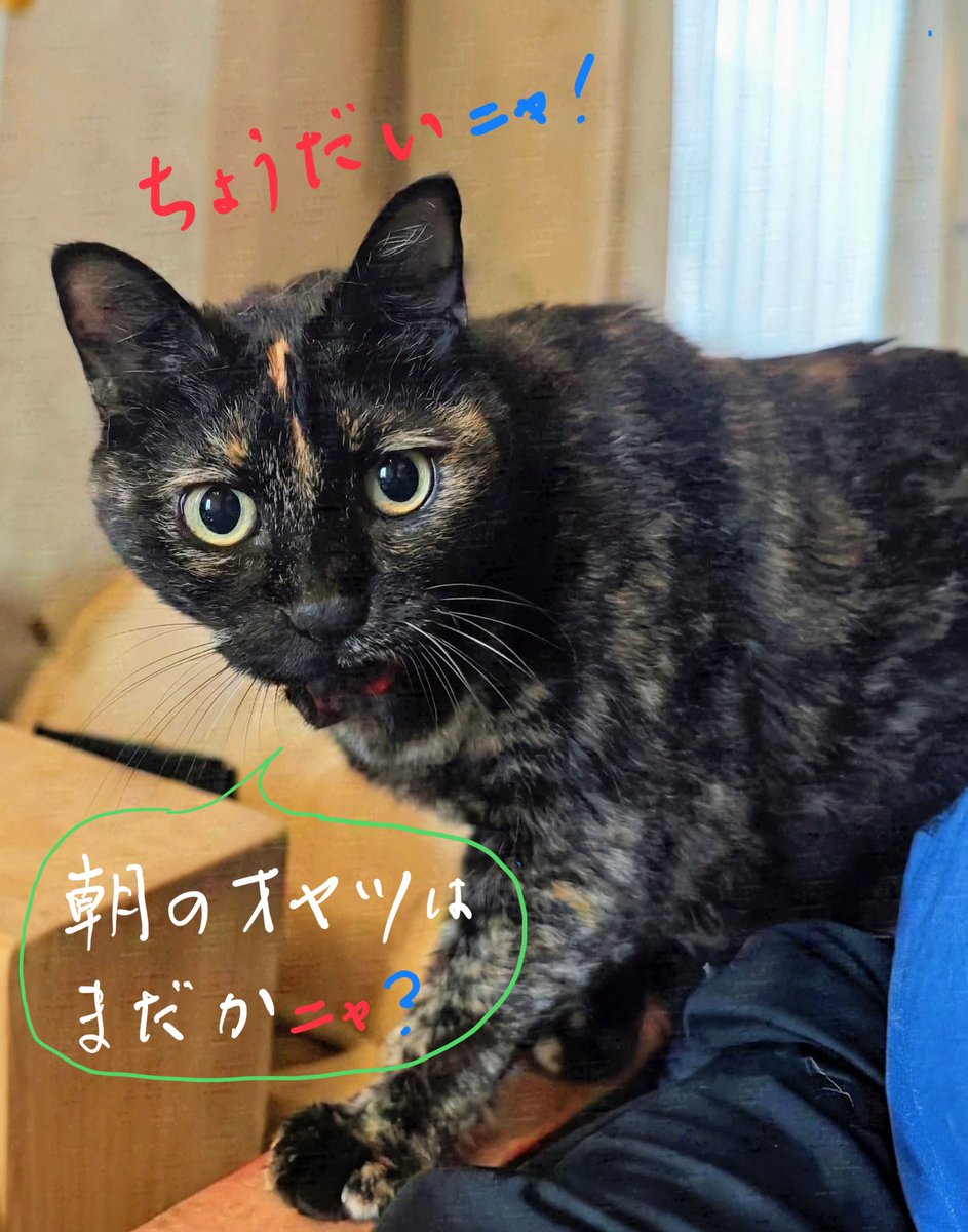 py_fv's tweet photo. .
9月3日（木）AM 6：30  ☁️

朝のオヤツを、心待ちにしている マロンです 😊

#マロン　#サビ猫　#保護猫
. https://t.co/64yqm9hItx