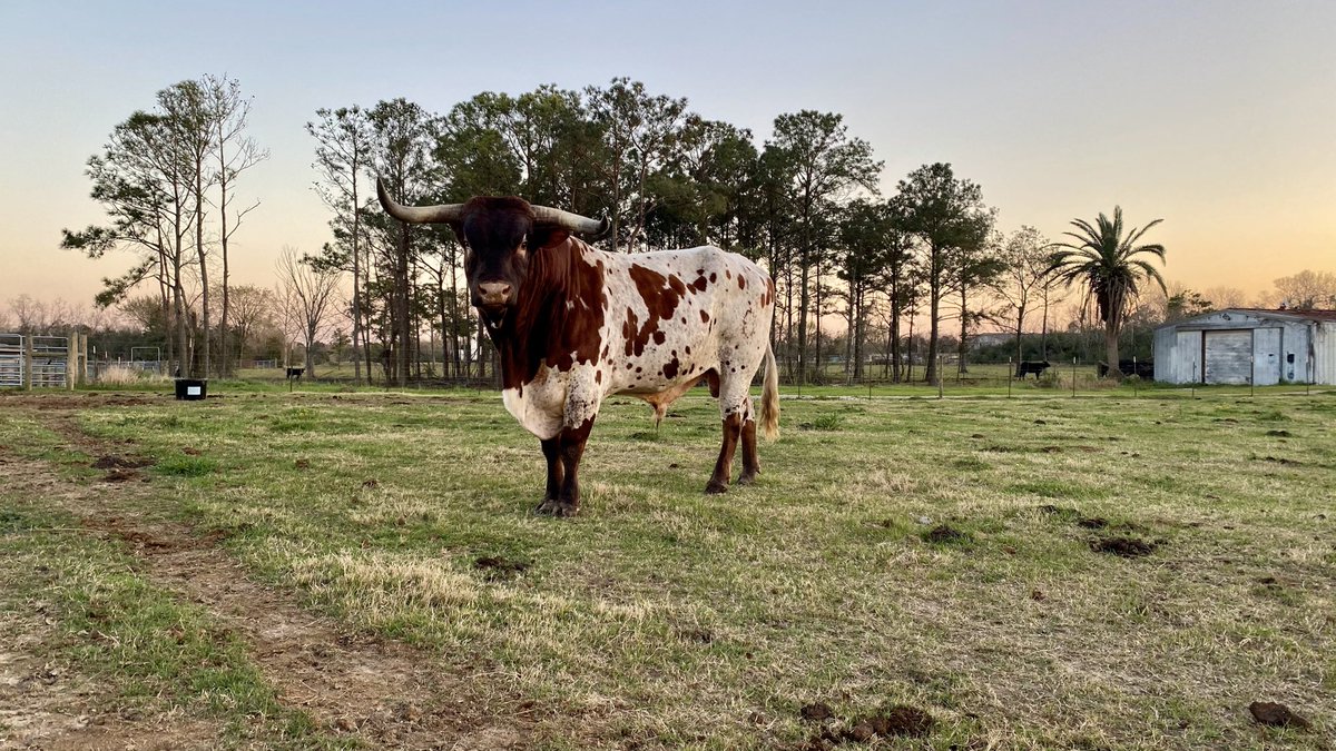 RepublicTexasUS's tweet photo. @Pigdogcatpig He’s actually the bull in my pfp. I’ll find another. He passed about 15 months ago. Waiting in the full shoulder mount to be finished.  Won Houston Longhorn show with one of his bulls years back. https://t.co/MDuYifAxS3