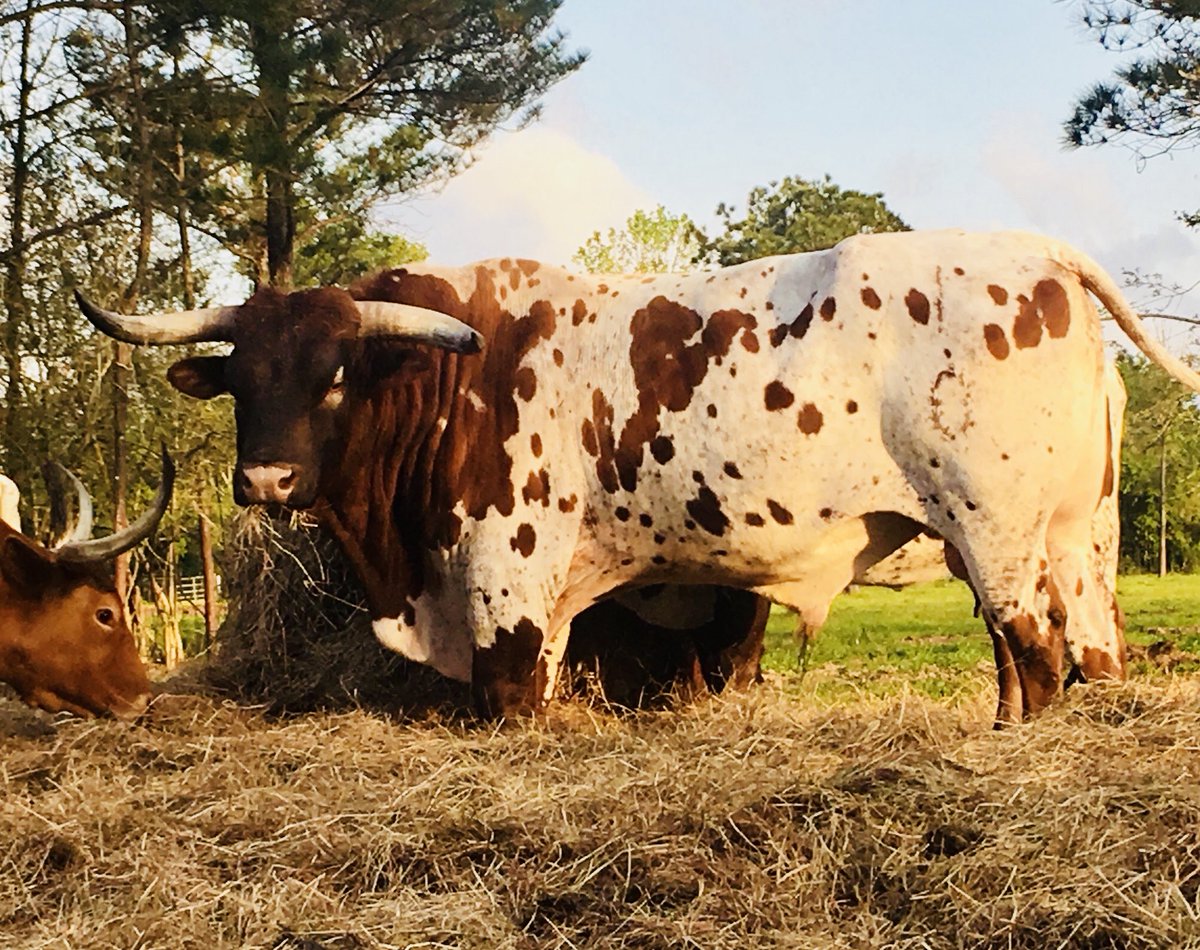 RepublicTexasUS's tweet photo. @Pigdogcatpig He’s actually the bull in my pfp. I’ll find another. He passed about 15 months ago. Waiting in the full shoulder mount to be finished.  Won Houston Longhorn show with one of his bulls years back. https://t.co/MDuYifAxS3
