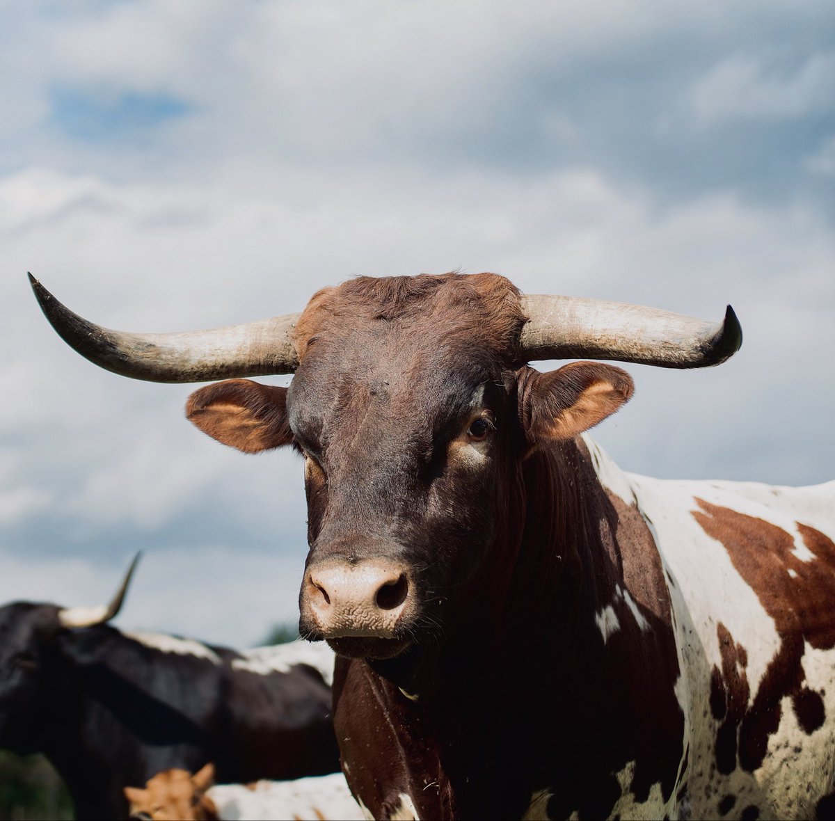 RepublicTexasUS's tweet photo. @Pigdogcatpig He’s actually the bull in my pfp. I’ll find another. He passed about 15 months ago. Waiting in the full shoulder mount to be finished.  Won Houston Longhorn show with one of his bulls years back. https://t.co/MDuYifAxS3