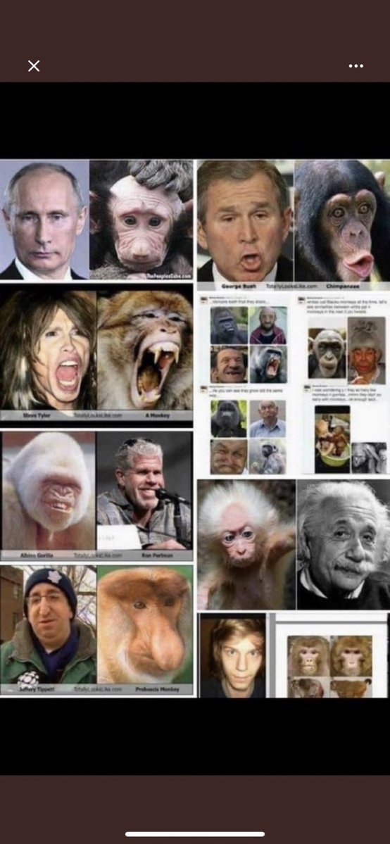 Loganggg34's tweet photo. @CrusaderBear333 @KingLohengramm More monkey babble from low iq apes who happened to move from their caves where they truly belong. Tired of you thin lipped inbred bred mutants. https://t.co/eiXaLCOmQI