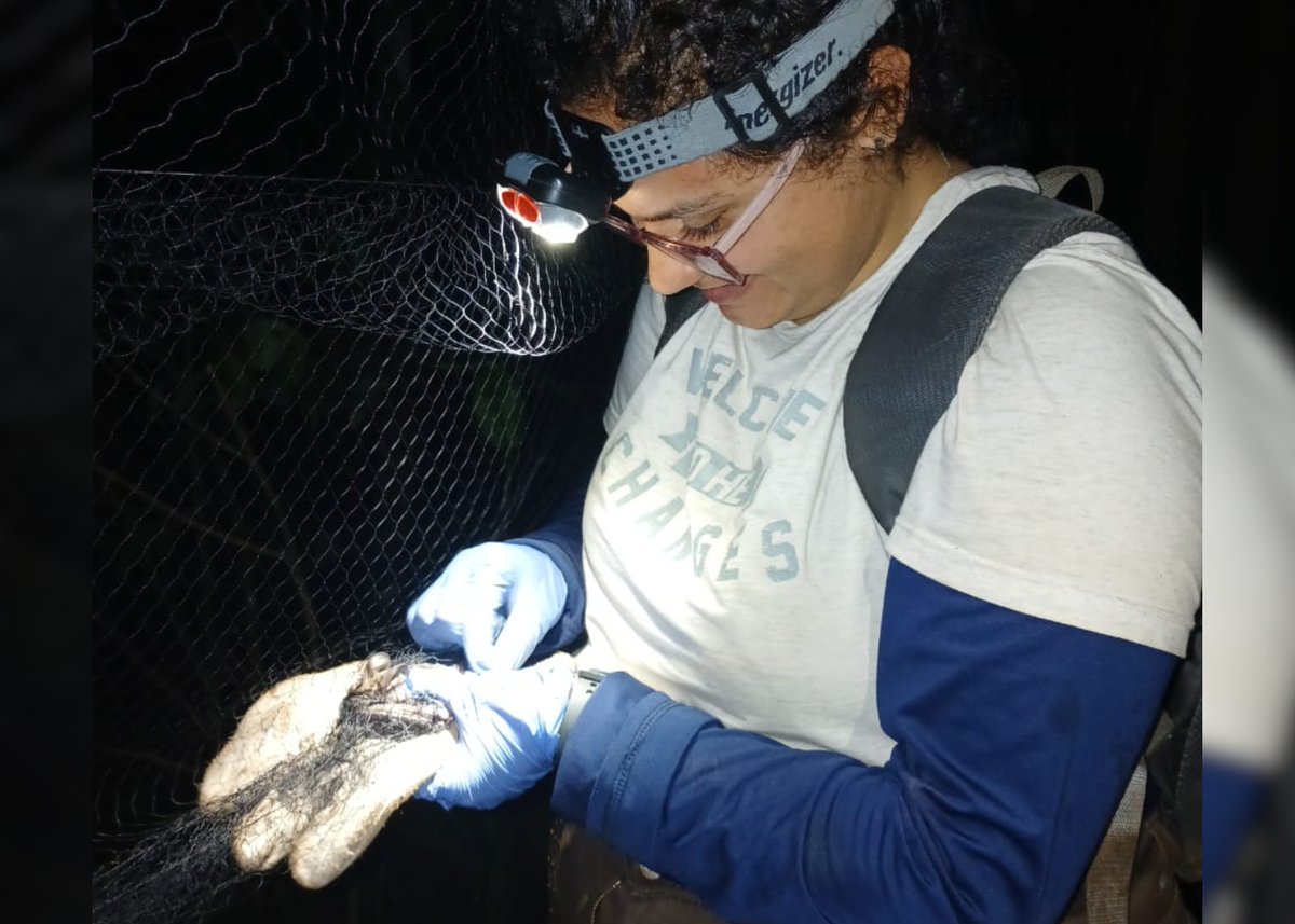 UPTCoficial's tweet photo. 🎯 #NoticiasUPTC | Bióloga y estudiante de la Maestría en Ciencias Biológicas de la #UPTC gana Beca Colombia Biodiversa por investigación sobre murciélagos  🦇👍

Conoce más  🖱️👇
https://t.co/pwTQrLekYq https://t.co/TkR7vmBAYj