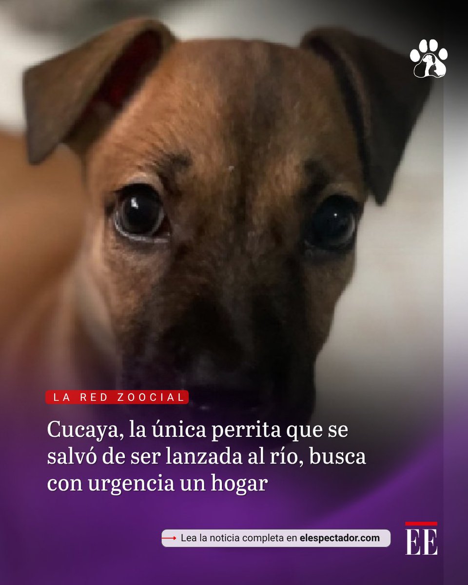 elespectador's tweet photo. Su situación es de extrema urgencia, pues solo cuenta con hogar de paso hasta este 4 de septiembre. 👉 https://t.co/9Cnbnu1au4 https://t.co/MSw51ZvrTo