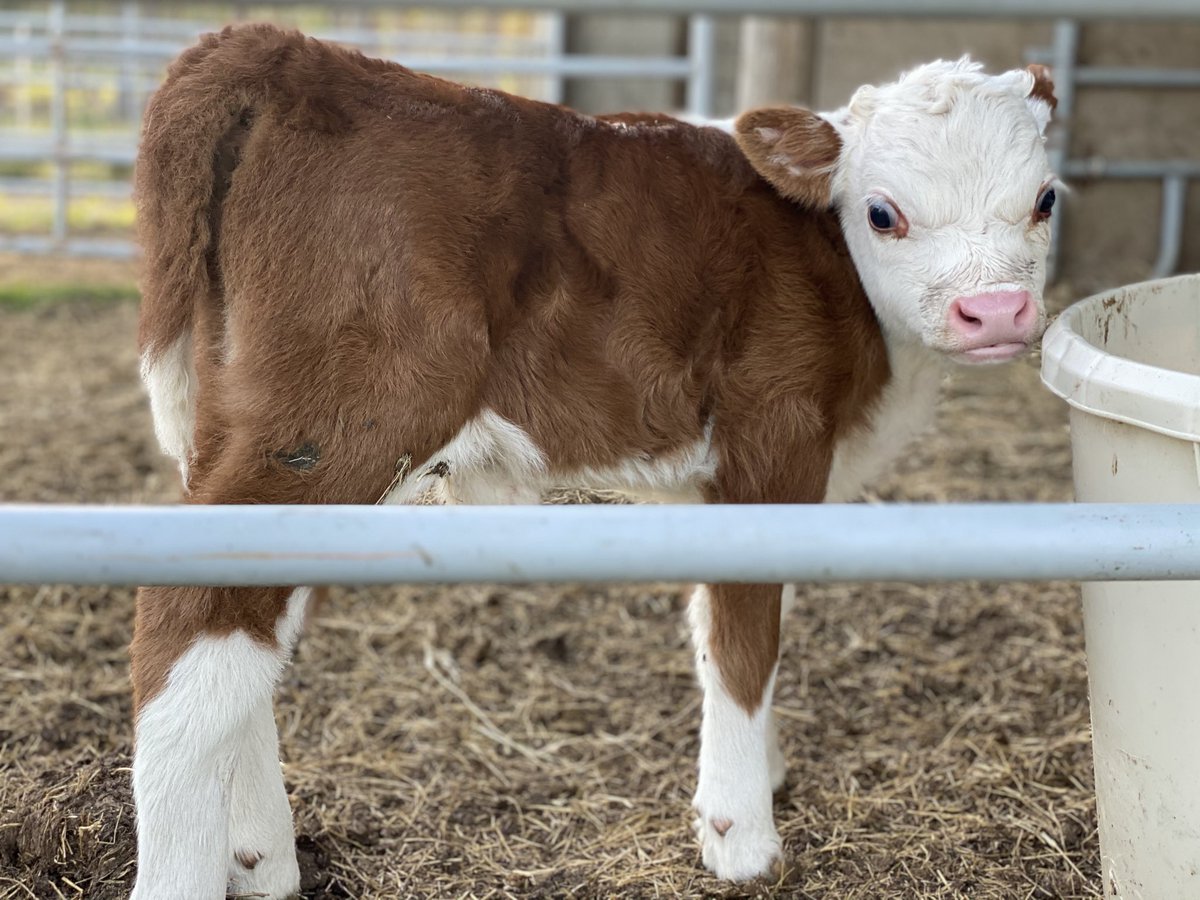 RepublicTexasUS's tweet photo. @Pigdogcatpig Here’s the Houston winner from years back. Also, you should get your lady a mini Hereford. Had one that was rejected by momma and had to live in the house for a few winter months. https://t.co/ZR4rrbLf4G