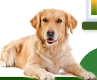emprerender's tweet photo. HARINAS PARA PETFOOD PREMIUM:La industria de nutrición de mascotas no busca cenizas; busca digestibilidad pepsínica (>85%) y perfil aminoacídico intacto. Cocer de más quema la proteína; cocer de menos genera riesgos microbiológicos. El punto exacto es puro margen. https://t.co/1ZYKnFbdOI