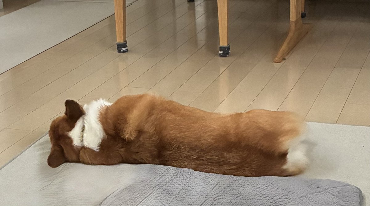 panna20220129's tweet photo. おはコーギー🐶

また床に食パン🍞😋

#コーギー #コーギーのいる暮らし 
#コーギーのいる生活 #corgi https://t.co/LmgsQlg3eZ