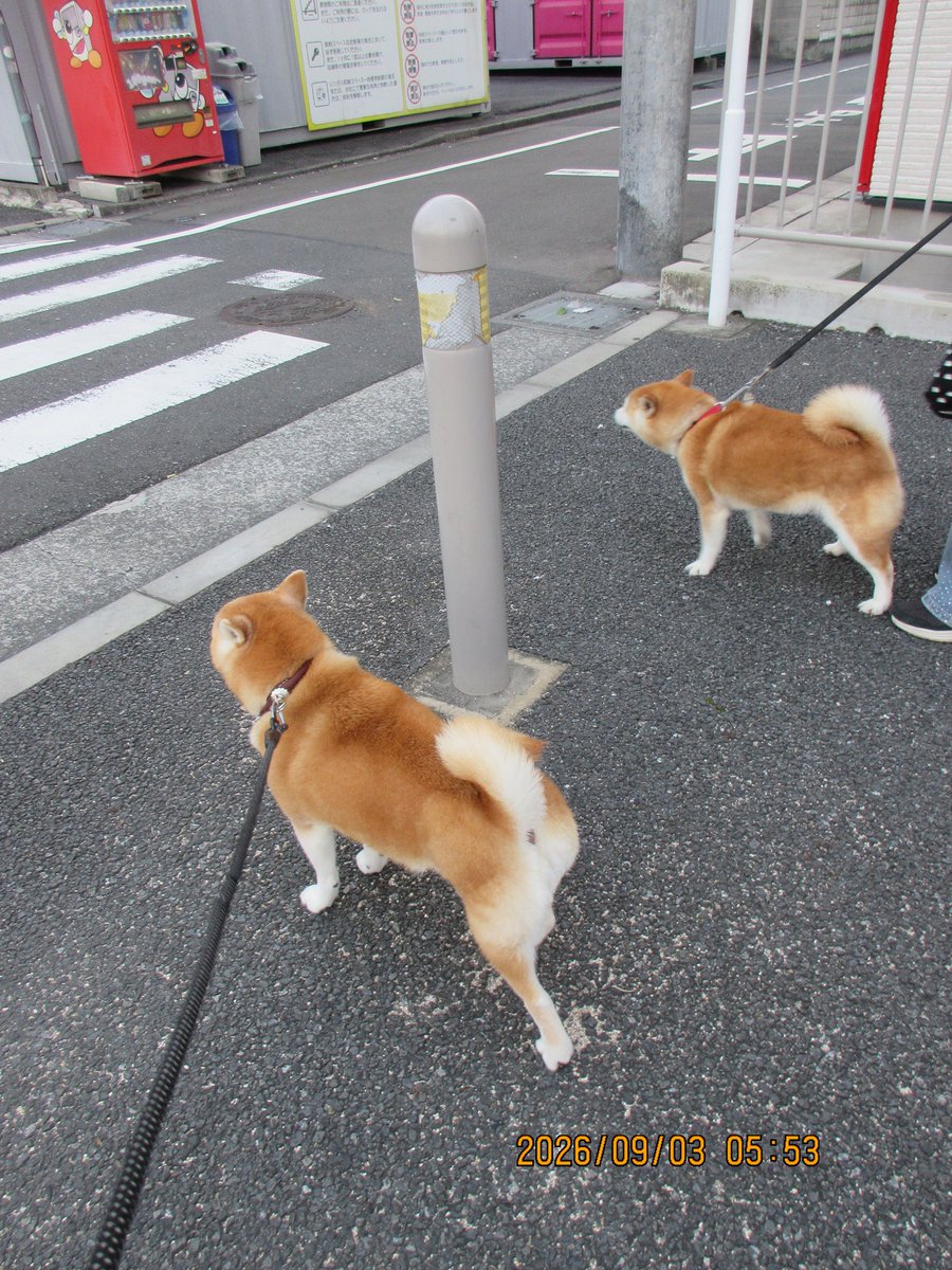 hiro70534949's tweet photo. 柴犬モコ
おはよう、今朝は、多摩工科高向かいまで行って来ました。
途中で、タマモちゃんに会って😃一緒に散歩しました。
#柴犬 https://t.co/KVEOFrZF0H
