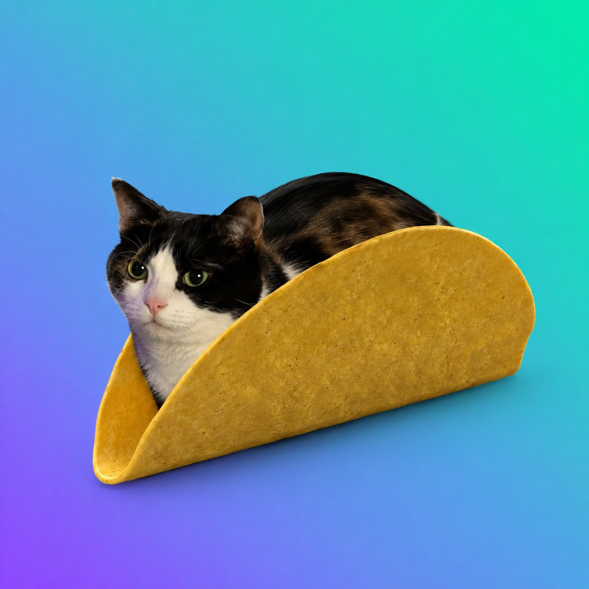 OxFlipped's tweet photo. Hotdog is currently at 5m on Robinhood

But we are Solana

The chain of cats

Send $tacocat https://t.co/YXoNCNgubf