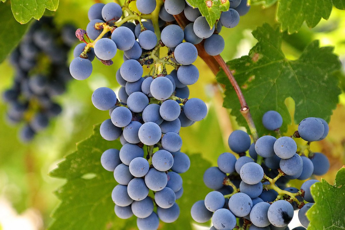 DaveDTC's tweet photo. New profiles added on Napa Wine Project, 1286-1299 https://t.co/kSoZTUGnBB https://t.co/dK2A7ixhvp